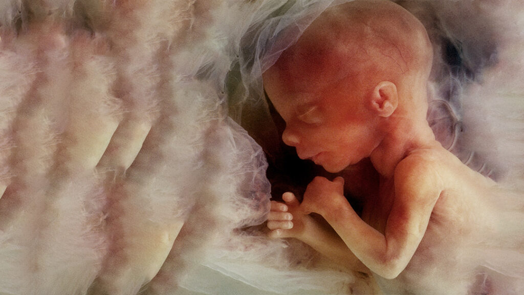 In-vitro image of a human fetus - Pikes Peak Citizens for Life